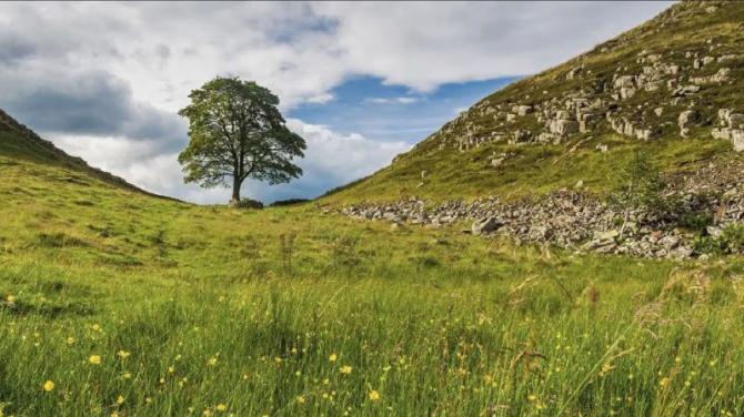 Sycamore Gap tree sapling a 'fitting tribute' to Strabane man John Gallagher
