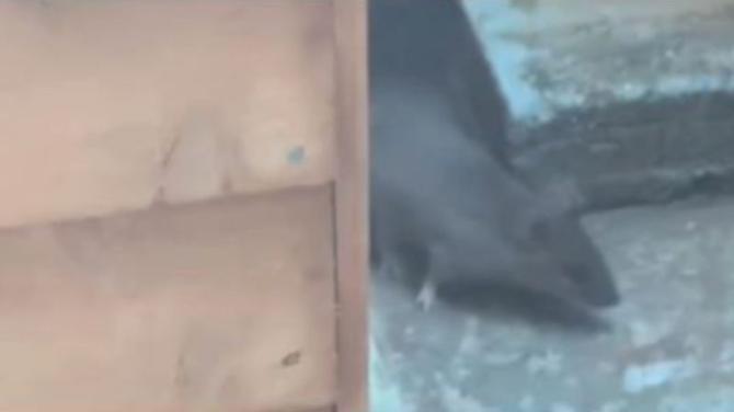 Ongoing rat infestation plagues Church Court residents for two years